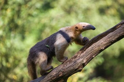 One southern tamandua (Tamandua tetradactyla), walking up a dead branch in a forest