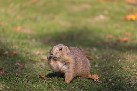 One black-tailed prairie dog sitting on short grass, searching for food on a bright sunny day