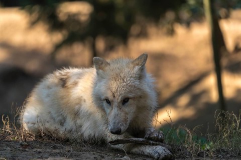One Arctic wolf (Canis lupus arctos) lying on the forest floor, chewing on a bone. Green vegetation