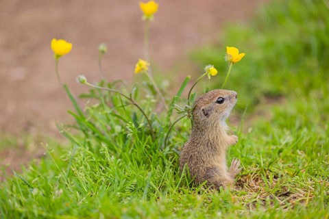 A young European ground squirrel (Spermophilus citellus) or European souslik sits in green gras