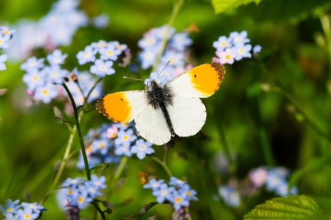Orange-tip, Orange Tip, (Anthocharis cardamines), male butterfly, feeding on For-get-me-not flowers
