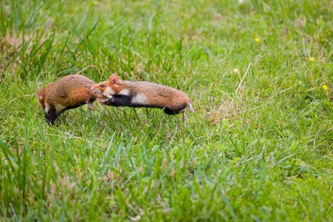 Mating season. Two European hamster (Cricetus cricetus), Eurasian hamster, black-bellied hamster or