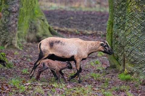 A female Cameroon or Cameroon Dwarf sheep, Ovis gmelini aries, and its lamb stand on a forest edge