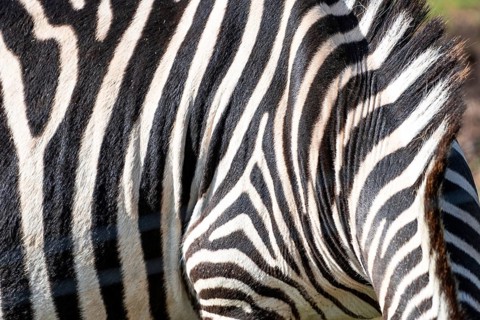 The zebra has a black and white striped pattern on its back. The stripes are very close together,