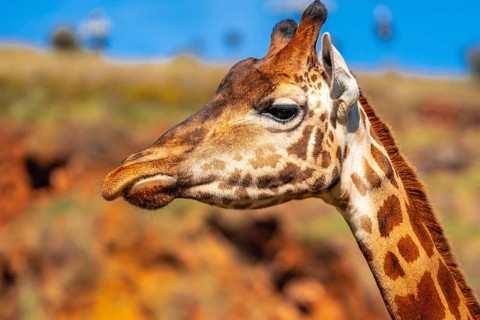 A giraffe with a long neck and brown spots is standing in front of a rocky hill. The giraffe's head
