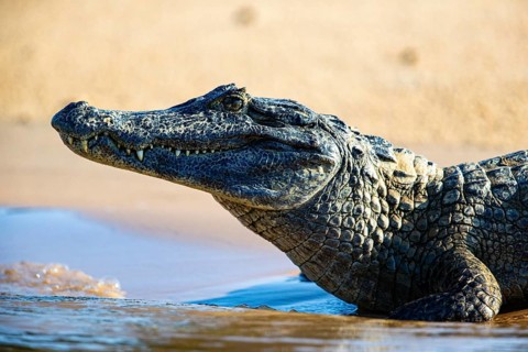 Spectacled caiman (Caiman crocodilius) Panatanal Brazil