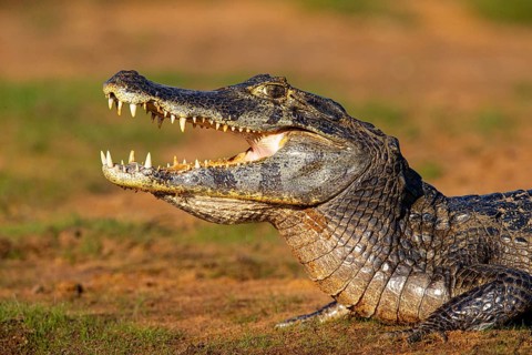 Spectacled caiman (Caiman crocodilius) Panatanal Brazil