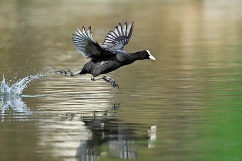 Eurasian Coot (Fulica atra), running over the water surface and causing splashing water, shallow