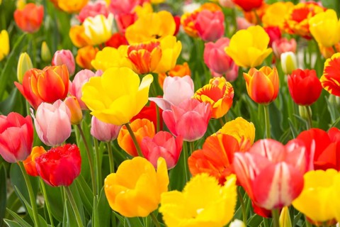 Colourful blooming tulips (tulpia) in a field for self-cutting flowers in Katzenberg, Nossen,