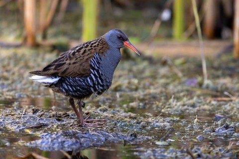 Water rail (Rallus aquaticus), at the edge of a reed, Danube Delta, Romania, Europe