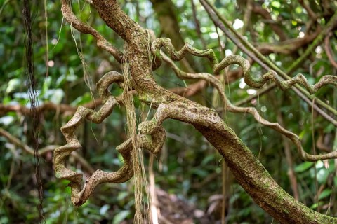 Lianas in the tropical rainforest, Corcovado National Park, Osa, Puntarena Province, Costa Rica,