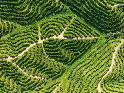 Cultivated orange trees (Citrus sinensis) and network of agricultural roads. Aerial view. Drone