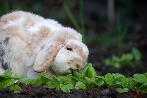 Rabbit (Oryctolagus cuniculus domestica), ram rabbit, floppy ears, lettuce, hunger, In the garden