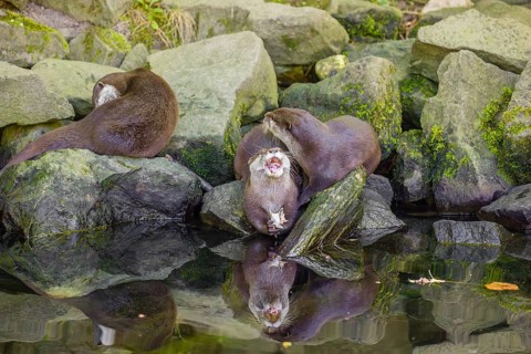 Three oriental small-clawed otter or Asian small-clawed otter (Aonyx cinerea) are standing on a