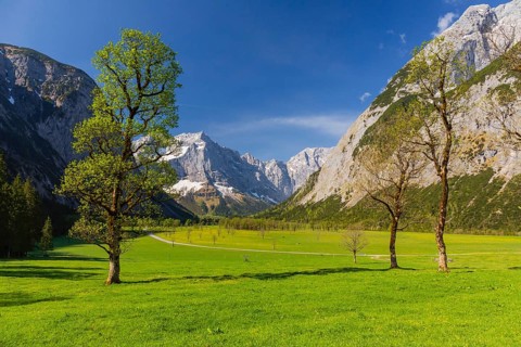 Nature conservancy area Grosser Ahornboden. Sycamore maple trees, Acer pseudoplatanus, in