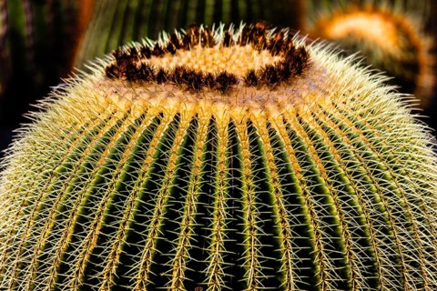 2016, Guatiza, Lanzarote, Jardin de Cactus by Cesar Manrique, ESP, Spain, Canary Islands, Canary