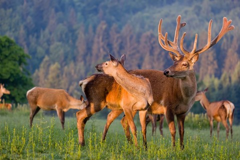 An Altai maral stag, Altai wapiti or Altai elk (Cervus canadensis sibiricus) and some grazing hinds