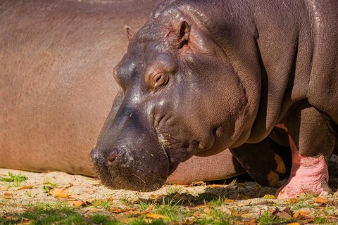 Two hippopotamus or hippo (Hippopotamus amphibius), grazing on a river bank