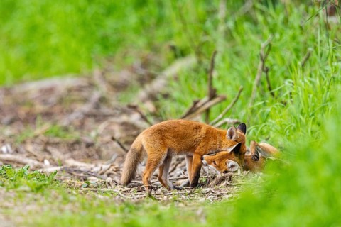 Fox (Vulpes vulpes) puppy Germany