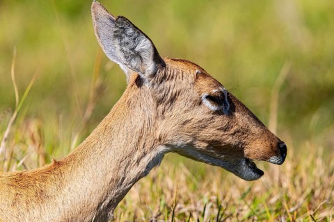 Pampas deer (Ozotoceros bezoarticus) Pantanal Brazil