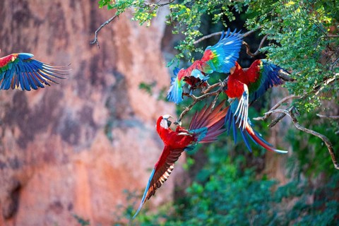 Red-and-green macaw (Ara chloropterus) Buraco das Araras Brazil