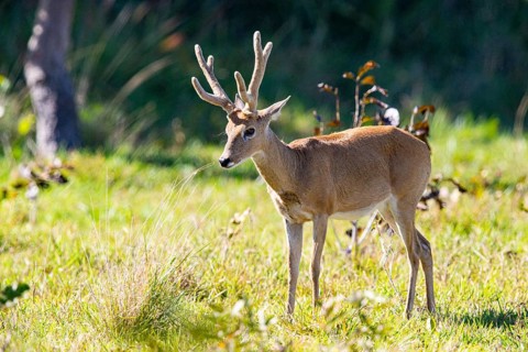 Pampas deer (Ozotoceros bezoarticus) Pantanal Brazil