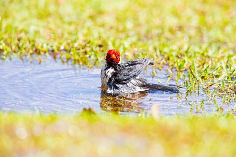 The red-capped cardinal (Paroaria gularis) Pantanal Brazil