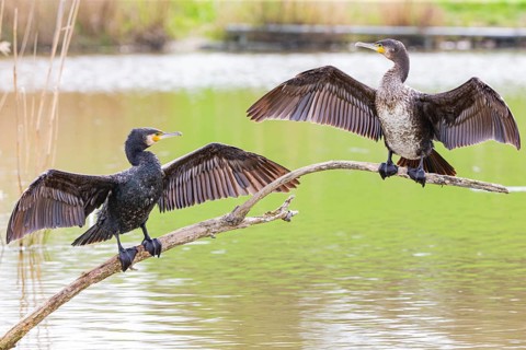 Cormorant (Phalacrocorax carbo) Germany