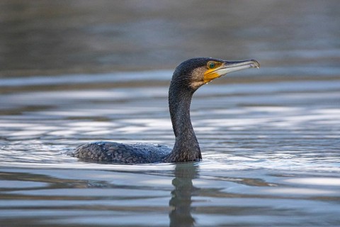 Cormorant (Phalacrocorax carbo) in the water Germany