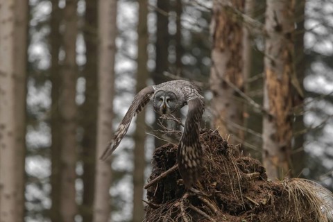 One great grey owl (Strix nebulosa) flying through a spruce forest
