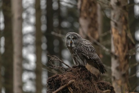 One great grey owl (Strix nebulosa) sitting on the root of a fallen spruce tree