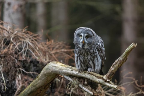 One great grey owl (Strix nebulosa) sitting on the root of a fallen spruce tree