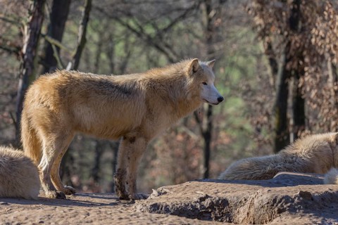 One Arctic wolf (Canis lupus arctos) standing on a rock on a sunny day. A leafless forest in the