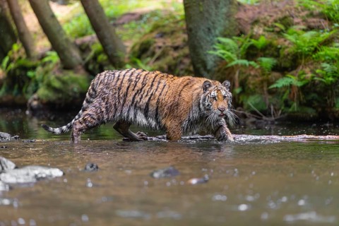 One young female Siberian Tiger, Panthera tigris altaica, walking thru the cool fresh water of a