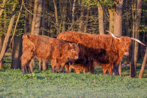 A Highland cow (Bos primigenius taurus) and her calf stand at a forest edge