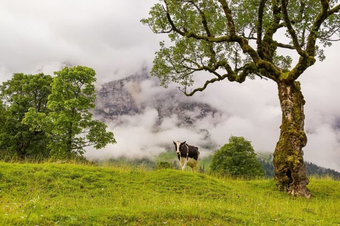 A cow stands under a Sycamore maple tree, Acer pseudoplatanus, in summertime. Mountains in the