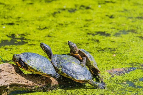 A group of red-eared slider (Trachemys scripta elegans)rests on logs lying in a pond covered with