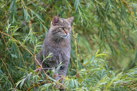 One European wildcat, Felis silvestris silvestris, sitting in a green weeping willow tree. Green