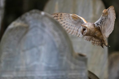 One barn owl (Tyto alba) flying on a historic graveyard in a forest between the gravestones. Green