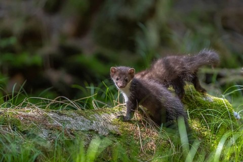 Two beech marten (Martes foina), playing on the forest floor between green vegetation