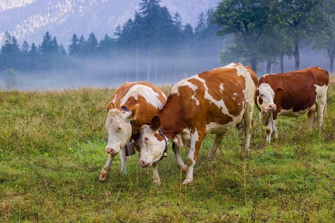 Two Holstein Friesian cows stand fighting in a meadow on a foggy day, while a forest can be seen in