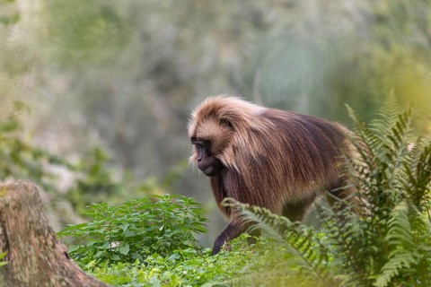 One adult male Gelada (Theropithecus gelada), or bleeding-heart monkey walking through riverine