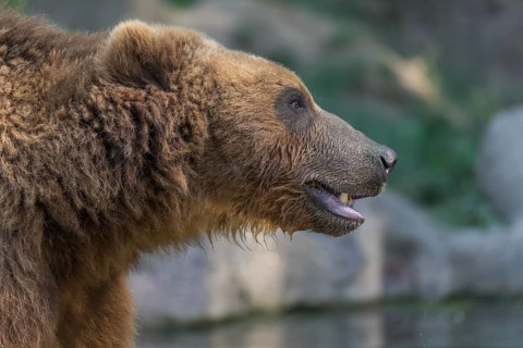 One Kamchatka brown bear (Ursus arctos piscator), sideview portrait