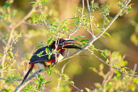 Chestnut-eared aracari (Pteroglossus castanotis) Pantanal Brazil#