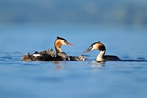 Great Crested Grebe (Podiceps Scalloped ribbonfish) pair feeding their offspring with fish, Lake