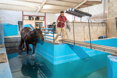 Horse entering to a pool during physiotherapy on a water treadmill tied with a rope to a man