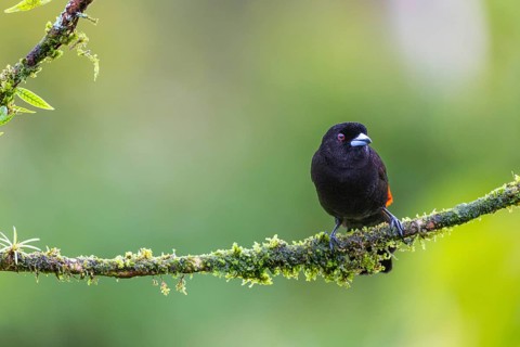 Flame tanager (Pamphecelus passerinii), tanager (Thraupidae), Costa Rica, Central America