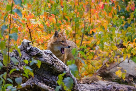 One golden jackal (Canis aureus) stands on a fallen tree trunk. Behind him is a tree in intense
