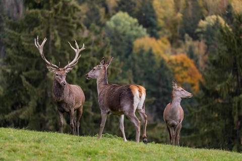 One red deer stag (Cervus elaphus) and some hind stand on a meadow on hilly ground during a storm.