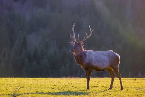 An Altai maral stag and two hind Altai wapiti or Altai elk (Cervus canadensis sibiricus) stand in a